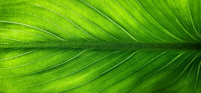 Comment choisir des activités engageantes pour un événement écoresponsable