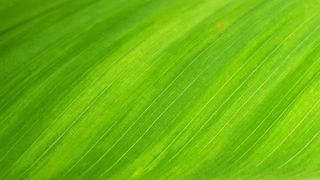 Comment élaborer un plan d'action pour un événement écoresponsable